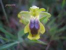 Ophrys corsica.JPG