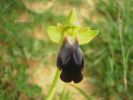 Ophrys eleonorae 4 (12).JPG