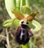 Ophrys incubacea Bianca (24).jpg