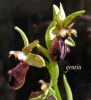 Ophrys incubacea bianca 030 (3).jpg