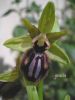 Ophrys incubacea bianca 030.jpg