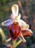 Ophrys morisii j (3).jpg