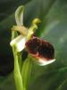 Ophrys morisii j (5).jpg