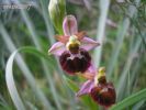 Ophrys morisii zz (1).jpg