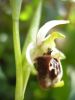 Ophrys s.p. j (16).jpg