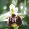 Ophrys s.p. j (19).jpg