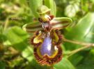 Ophrys speculum Di. Cast. (3).jpg