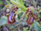 Ophrys speculum Di. Cast. (5).jpg