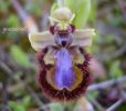 Ophrys speculum Di. Cast..jpg