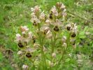 Ophrys tenthredinifera (2).jpg