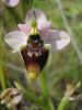 Ophrys tenthredinifera 1Vall-Dom (1).jpg