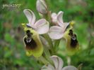 Ophrys tenthredinifera 3aa (6).jpg