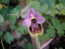 Ophrys tenthredinifera B. (3).jpg