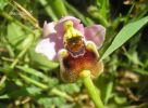 Ophrys tenthredinifera B. (9).jpg