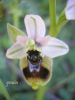 Ophrys tenthredinifera e (10).jpg