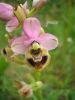 Ophrys tenthredinifera j 1 Vall-Dom.jpg