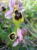 Ophrys tenthredinifera r (4).jpg