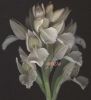 Orchis Pap alb..jpg
