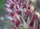 Orchis coriophora Mal. (2).jpg