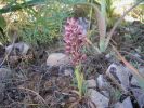 Orchis coriophora Mal. (5).jpg