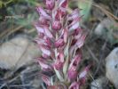 Orchis coriophora Mal. (6).jpg