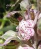 Orchis lactea 05 1.jpg