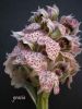 Orchis lactea 13.jpg