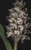 Orchis lactea W~0.jpg