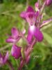 Orchis laxiflora j 1Vall-Dom.jpg