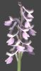Orchis longicornu b.jpg