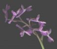 Orchis longicornu b1.jpg