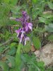 Orchis longicornu.jpg