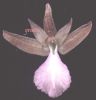 Orchis papilionacea 005.jpg
