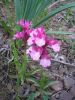 Orchis papilionacea g 1 (11).jpg