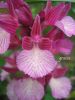 Orchis papilionacea g 1 (4).jpg