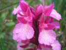 Orchis papilionacea g 1 (5).jpg