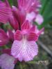 Orchis papilionacea g 1.jpg