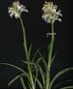Orchis papilionacea var.grand.alba s.n..jpg