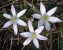 Ornithogalum exscapum (2).jpg