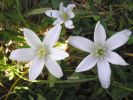 Ornithogalum exscapum u.jpg