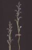 Orobanche ramosa.jpg