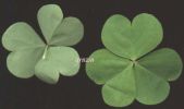 Oxalis articulata 002.jpg