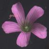Oxalis articulata fiore.jpg