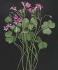 Oxalis articulata s.n.jpg