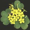 Oxalis fontana 003.jpg