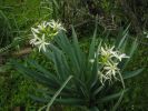 Pancratium illyricum (7).jpg