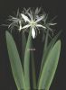 Pancratium illyricum b.jpg