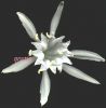 Pancratium maritimum fiore fronte 001~0.jpg