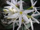 Pancratium ylliricum g (10).jpg