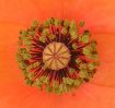 Papaver rhoeas w (1).jpg